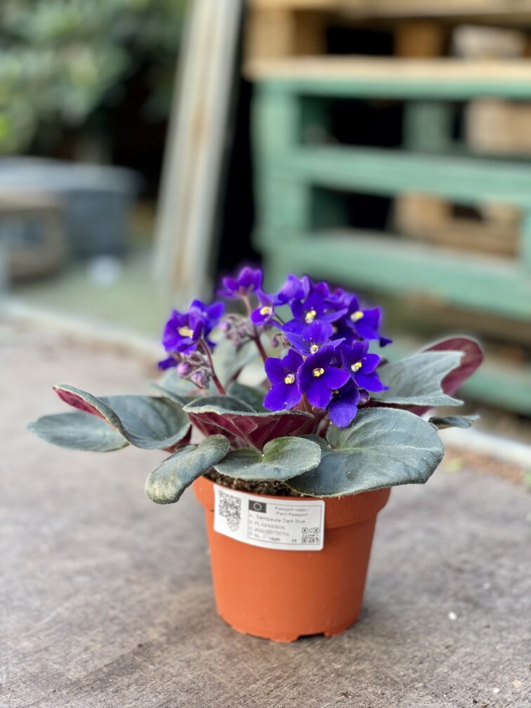 Zdjęcie rosliny doniczkowej Saintpaulia Dark Blue, ujęcie 2