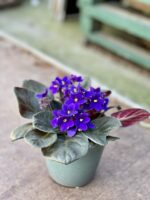 Zdjęcie rosliny doniczkowej Saintpaulia Dark Blue, ujęcie 3