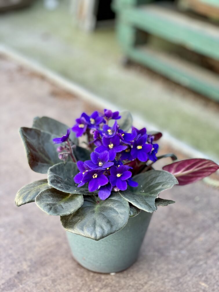 Zdjęcie rosliny doniczkowej Saintpaulia Dark Blue, ujęcie 3