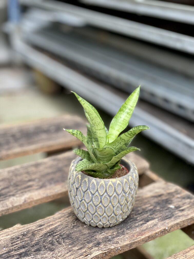 sansevieria-tough-lady_6x15-1_1664009920.jpg Zdjęcie rosliny doniczkowej Sansevieria tough lady, ujęcie 1