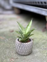 Zdjęcie rosliny doniczkowej Sansevieria tough lady, ujęcie 2