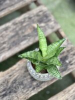 Zdjęcie rosliny doniczkowej Sansevieria tough lady, ujęcie 3