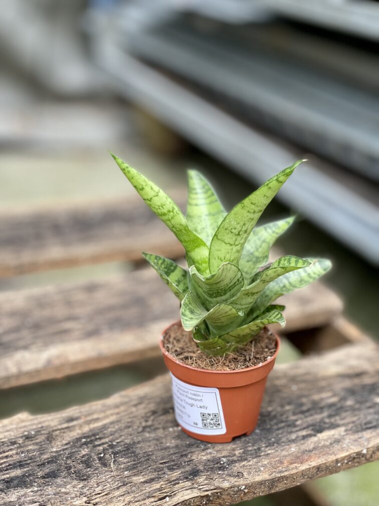 Zdjęcie rosliny doniczkowej Sansevieria tough lady, ujęcie 4