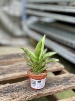 Zdjęcie rosliny doniczkowej Sansevieria tough lady, ujęcie 5