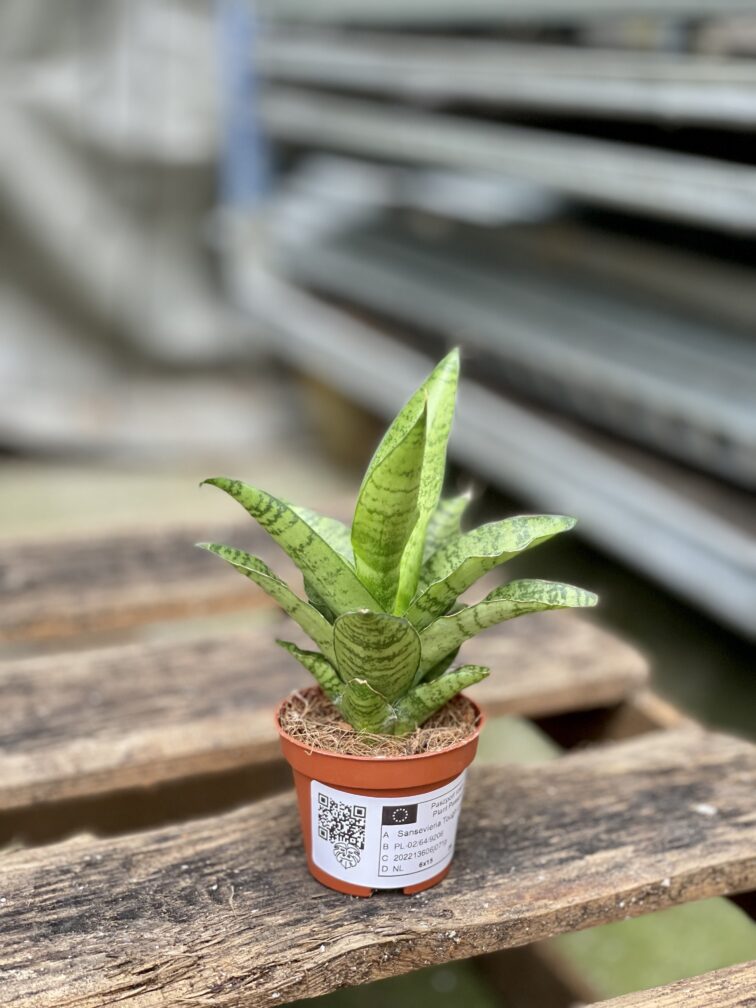 Zdjęcie rosliny doniczkowej Sansevieria tough lady, ujęcie 5