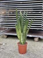 Zdjęcie rosliny doniczkowej Sansevieria Zeylanica, ujęcie 1