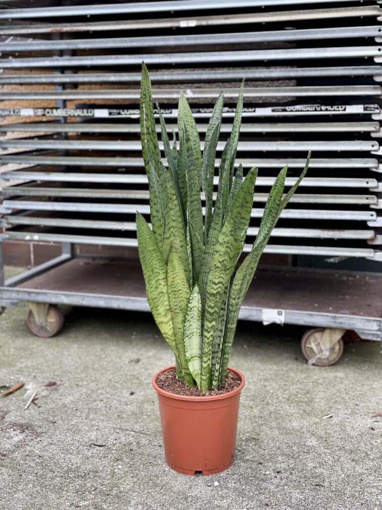 sansevieria-zeylanica_21x80-1_1664010221.jpg Zdjęcie rosliny doniczkowej Sansevieria Zeylanica, ujęcie 1