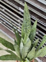 Zdjęcie rosliny doniczkowej Sansevieria Zeylanica, ujęcie 2