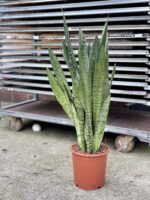 Zdjęcie rosliny doniczkowej Sansevieria Zeylanica, ujęcie 3