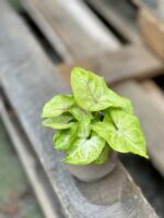 Zdjęcie rosliny doniczkowej Syngonium Mango Allusion, ujęcie 1