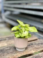 Zdjęcie rosliny doniczkowej Syngonium Mango Allusion, ujęcie 2