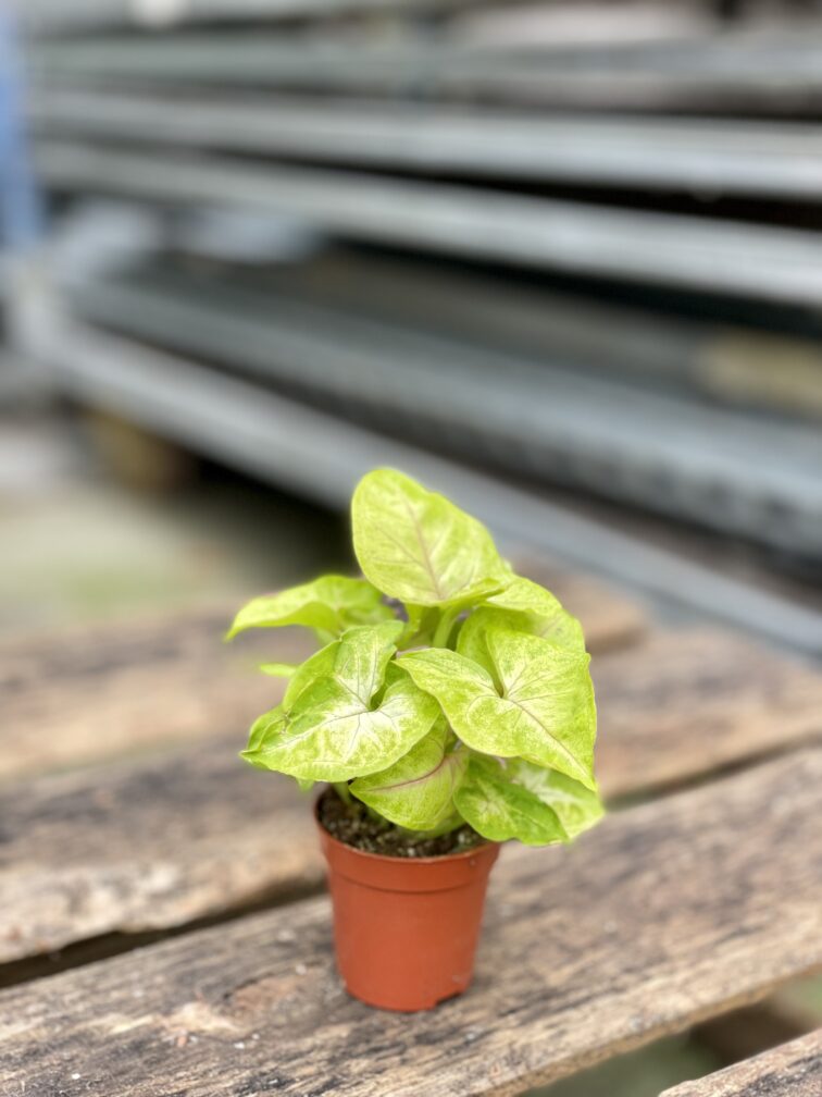 Zdjęcie rosliny doniczkowej Syngonium Mango Allusion, ujęcie 3