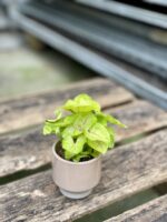 Zdjęcie rosliny doniczkowej Syngonium Mango Allusion, ujęcie 4