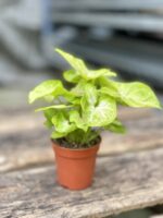 Zdjęcie rosliny doniczkowej Syngonium Mango Allusion, ujęcie 5