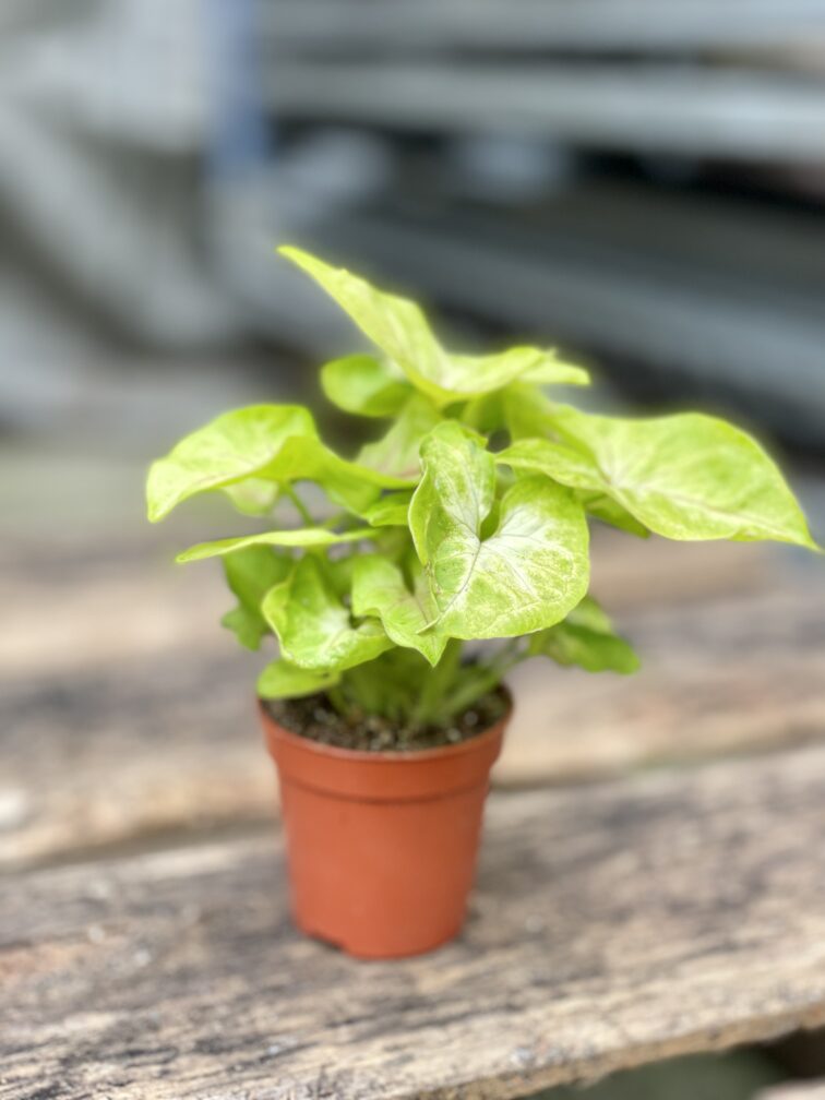 Zdjęcie rosliny doniczkowej Syngonium Mango Allusion, ujęcie 5