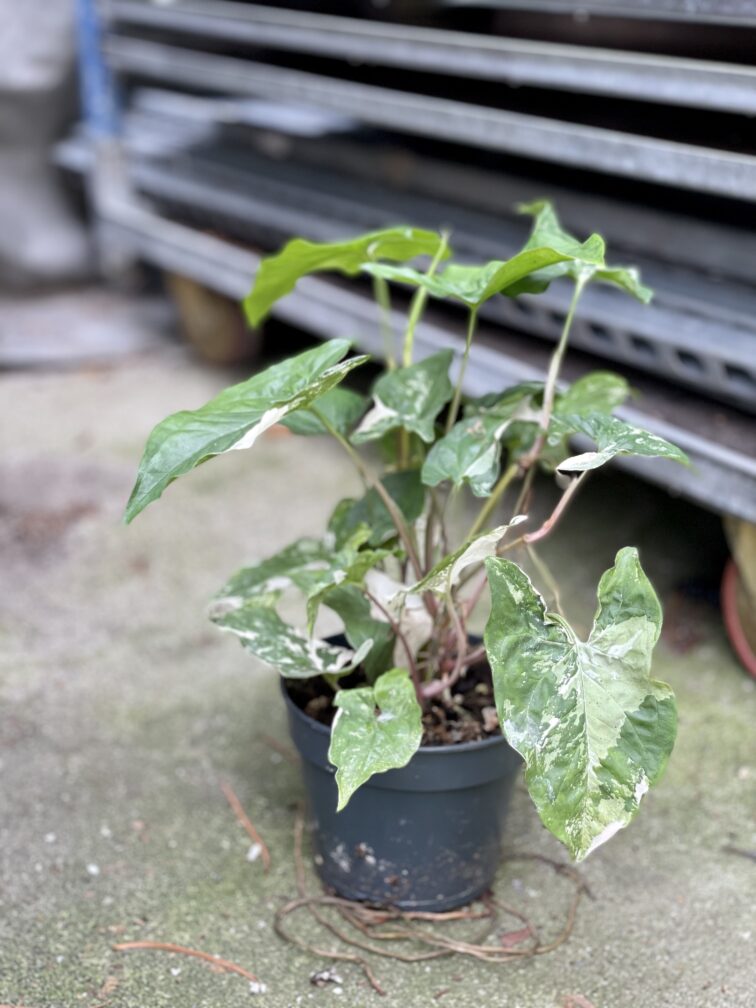 syngonium-podophyllum-albo-variegata_15x35-1_1664010097.jpg Zdjęcie rosliny doniczkowej Syngonium Podophyllum Albo Variegata, ujęcie 1