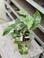 Zdjęcie rosliny doniczkowej Syngonium Podophyllum Albo Variegata, ujęcie 2