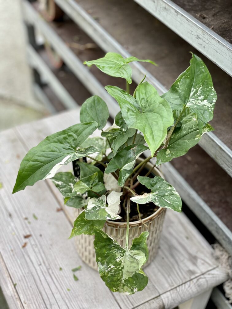 Zdjęcie rosliny doniczkowej Syngonium Podophyllum Albo Variegata, ujęcie 2