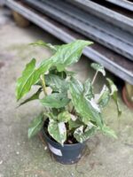 Zdjęcie rosliny doniczkowej Syngonium Podophyllum Albo Variegata, ujęcie 3