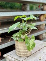 Zdjęcie rosliny doniczkowej Syngonium Podophyllum Albo Variegata, ujęcie 4
