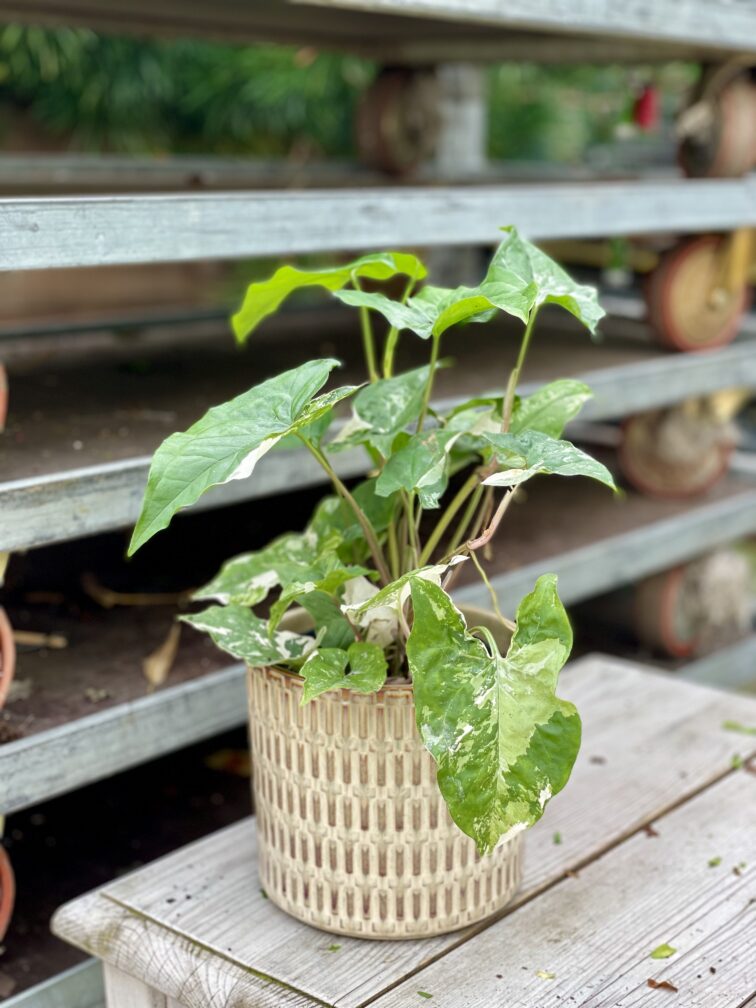 Zdjęcie rosliny doniczkowej Syngonium Podophyllum Albo Variegata, ujęcie 4
