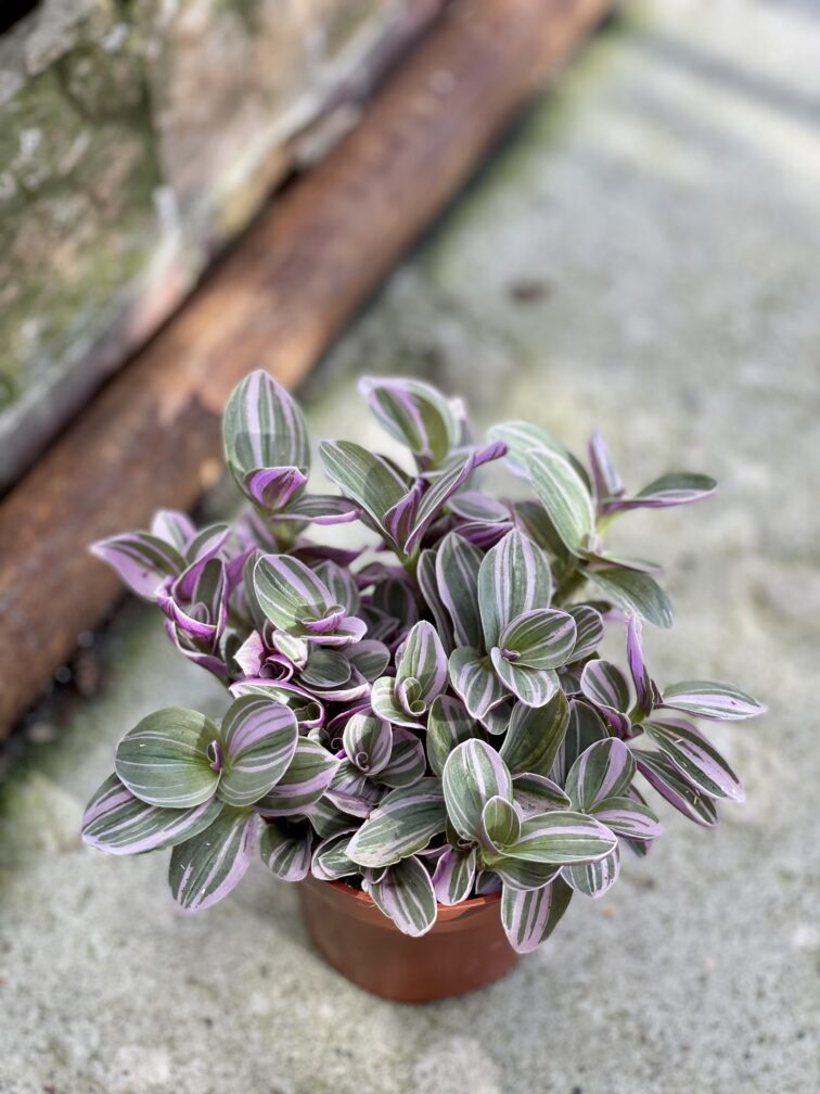 Zdjęcie rosliny doniczkowej Tradescantia albiflora Nanouk (Trzykrotka Nanouk), ujęcie 1