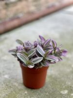 Zdjęcie rosliny doniczkowej Tradescantia albiflora Nanouk (Trzykrotka Nanouk), ujęcie 2