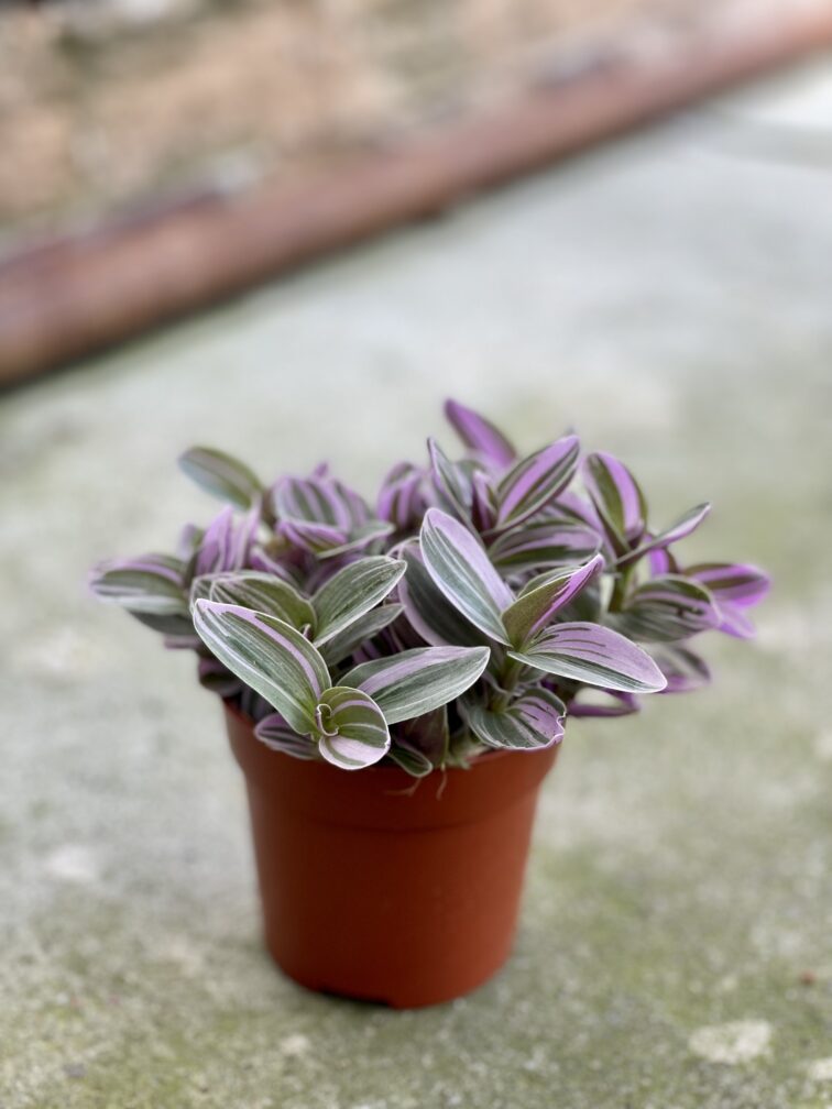 Zdjęcie rosliny doniczkowej Tradescantia albiflora Nanouk (Trzykrotka Nanouk), ujęcie 2