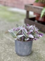 Zdjęcie rosliny doniczkowej Tradescantia albiflora Nanouk (Trzykrotka Nanouk), ujęcie 3