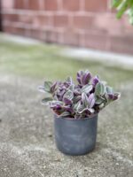 Zdjęcie rosliny doniczkowej Tradescantia albiflora Nanouk (Trzykrotka Nanouk), ujęcie 4