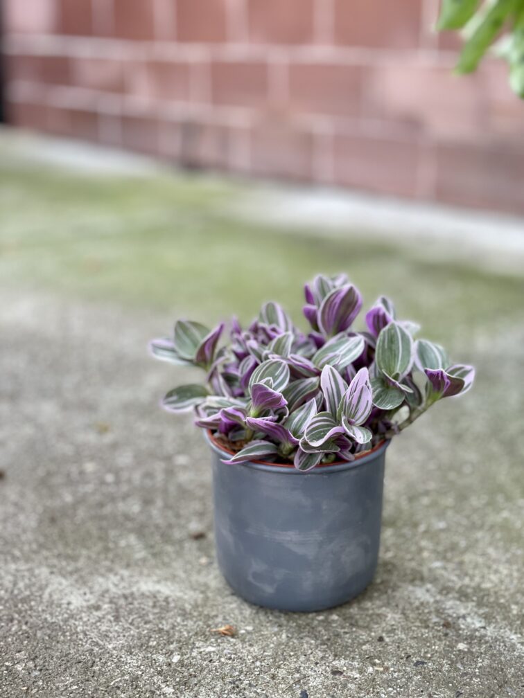 Zdjęcie rosliny doniczkowej Tradescantia albiflora Nanouk (Trzykrotka Nanouk), ujęcie 4