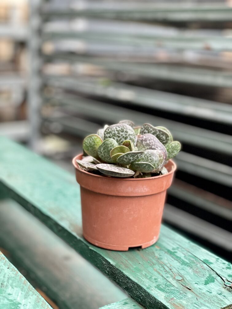 Zdjęcie rosliny doniczkowej Adromischus trigynus, ujęcie 1