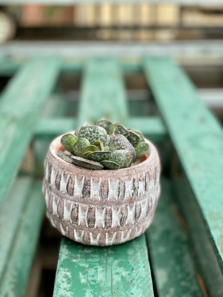 Zdjęcie rosliny doniczkowej Adromischus trigynus, ujęcie 2