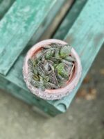Zdjęcie rosliny doniczkowej Adromischus trigynus, ujęcie 3
