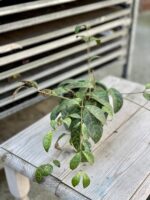 Zdjęcie rosliny doniczkowej Aeschynanthus Marmoratus (Marmurkowy), ujęcie 1