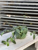 Zdjęcie rosliny doniczkowej Aeschynanthus Marmoratus (Marmurkowy), ujęcie 2