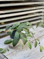 Zdjęcie rosliny doniczkowej Aeschynanthus Marmoratus (Marmurkowy), ujęcie 3
