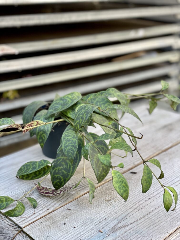 Zdjęcie rosliny doniczkowej Aeschynanthus Marmoratus (Marmurkowy), ujęcie 3