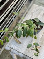 Zdjęcie rosliny doniczkowej Aeschynanthus Marmoratus (Marmurkowy), ujęcie 4
