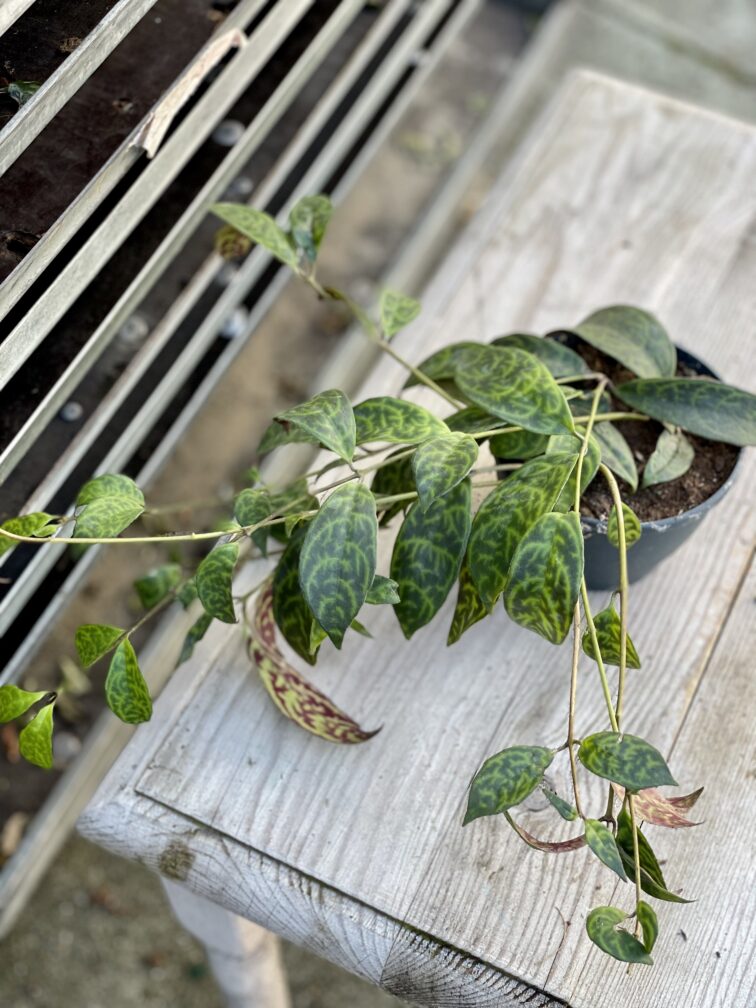 Zdjęcie rosliny doniczkowej Aeschynanthus Marmoratus (Marmurkowy), ujęcie 4
