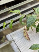 Zdjęcie rosliny doniczkowej Aeschynanthus Marmoratus (Marmurkowy), ujęcie 5