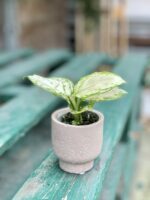Zdjęcie rosliny doniczkowej Aglaonema Osaka, ujęcie 1