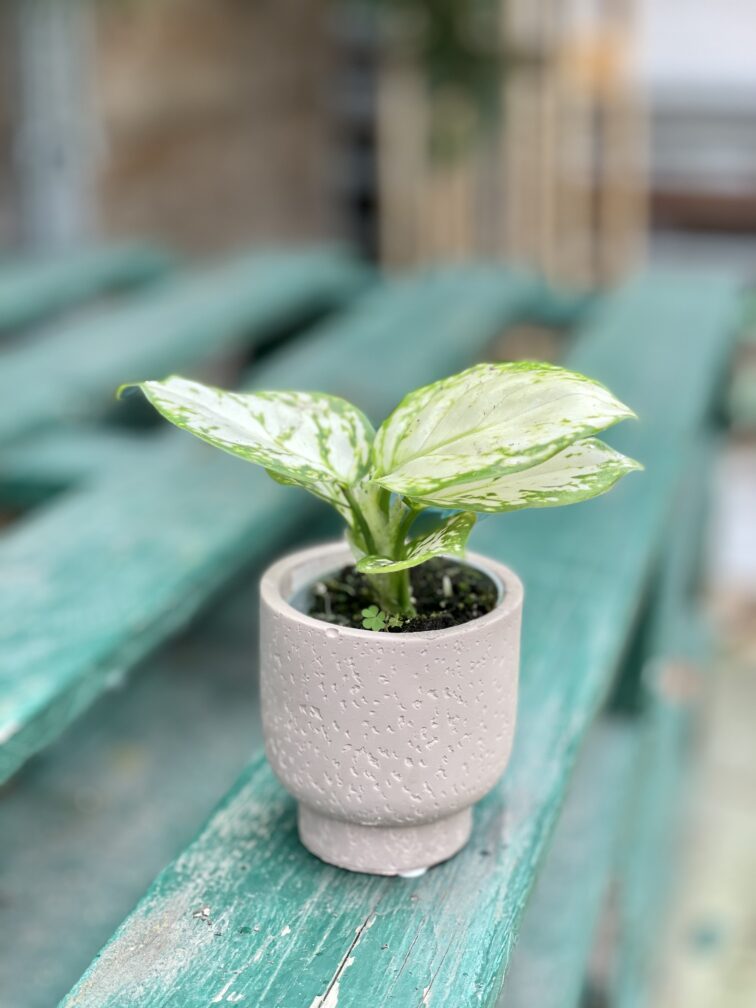 Zdjęcie rosliny doniczkowej Aglaonema Osaka, ujęcie 1