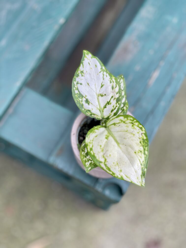 Zdjęcie rosliny doniczkowej Aglaonema Osaka, ujęcie 2