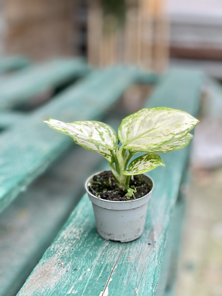 Zdjęcie rosliny doniczkowej Aglaonema Osaka, ujęcie 3