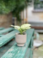 Zdjęcie rosliny doniczkowej Aglaonema Osaka, ujęcie 4