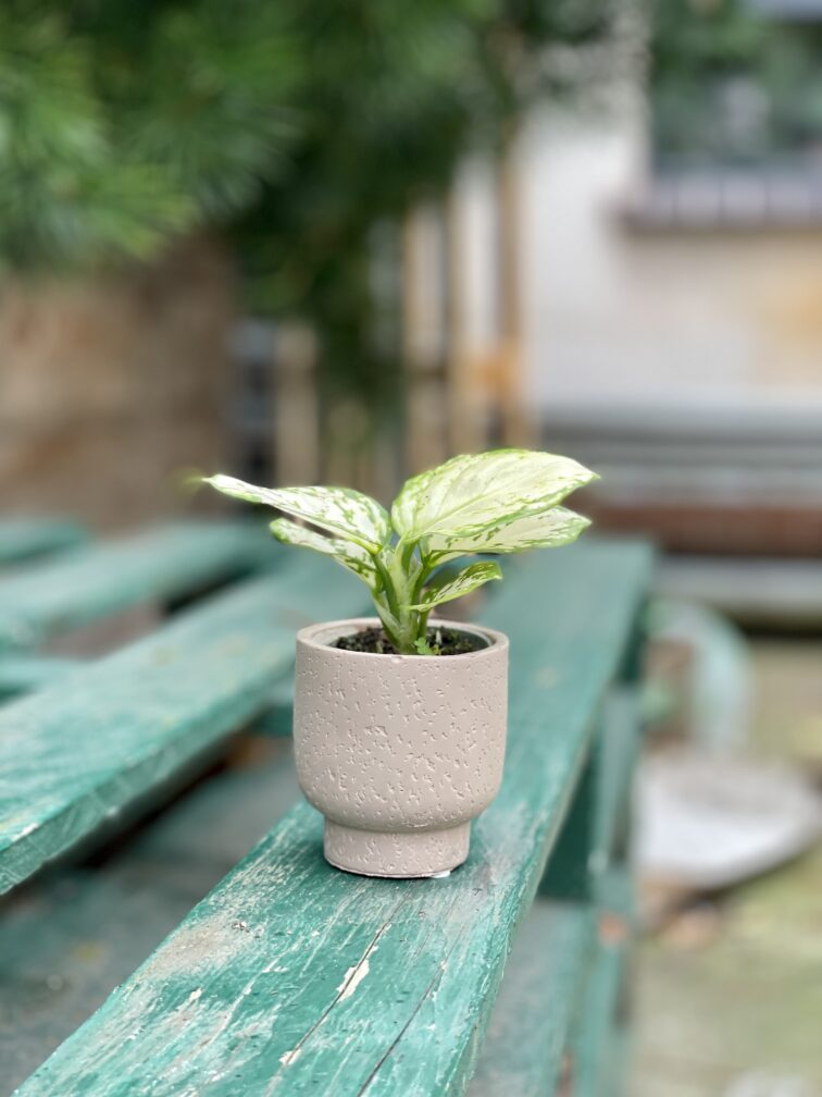 Zdjęcie rosliny doniczkowej Aglaonema Osaka, ujęcie 4