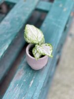Zdjęcie rosliny doniczkowej Aglaonema Osaka, ujęcie 5