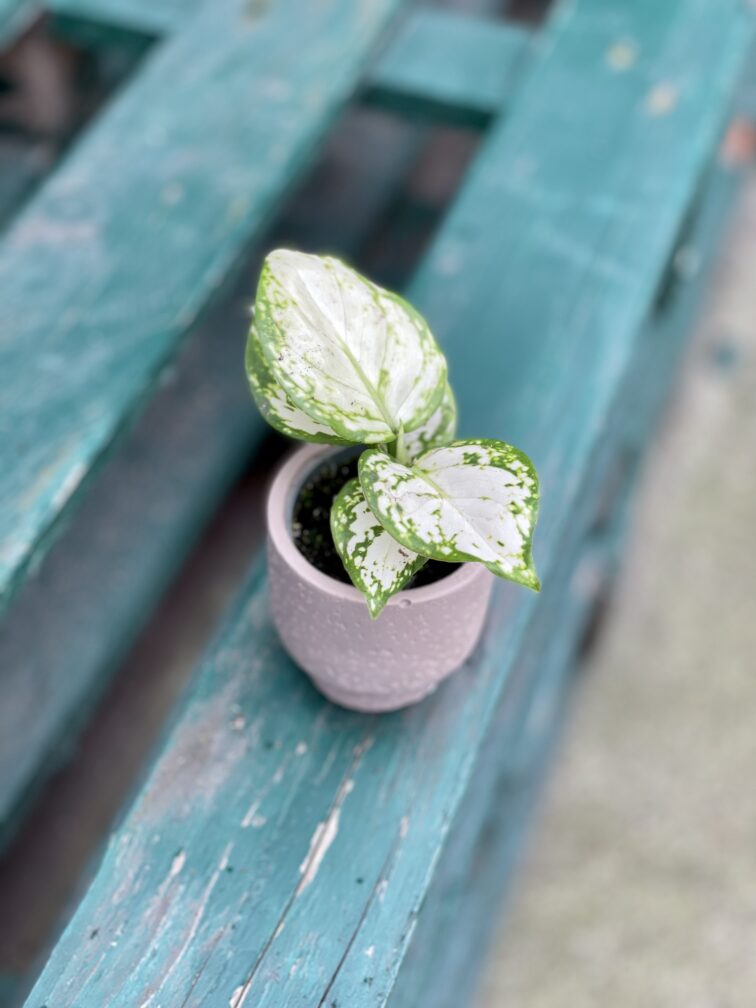 Zdjęcie rosliny doniczkowej Aglaonema Osaka, ujęcie 5