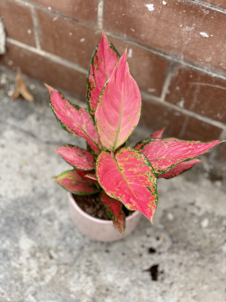 Zdjęcie rosliny doniczkowej Aglaonema Red Elephant, ujęcie 1